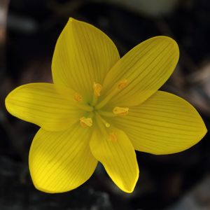 수선화아과(Sternbergia lutea) 꽃의 구조. 6개의 분화되지 않은 화피와 6개의 수술을 보여준다.