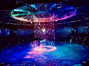 더 스타디움에서의 돌고래 쇼