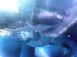 가오리와 난쟁이 톱상어