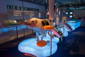 치즈 생산을 위한 형질전환 돼지