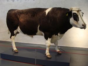 헤르만(Herman) 황소는 나투랄리스 생물다양성 센터에 전시되어 있다.