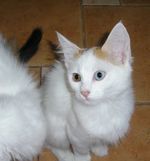 오드아이를 가진 터키시 반 고양이