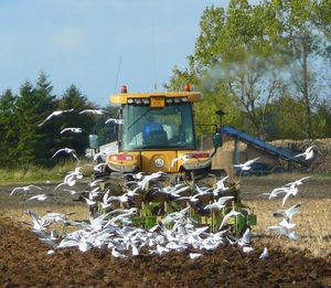 쟁기질로 경작하면 해충이 검은머리갈매기와 같은 포식자에게 노출된다.