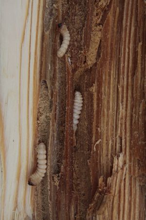 집 장수벌레(Hylotrupes bajulus) 유충이 뚫어놓은 굴이 부분적으로 분변으로 채워진 채로 갈라진 나무 통나무 모습