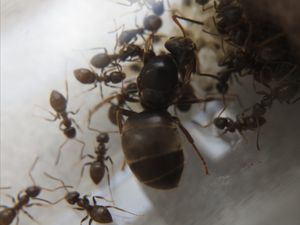 검은정원개미 (Lasius niger)