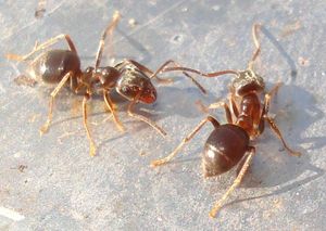 밭개미 (Lasius alienus)