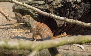 잉글랜드 북서부 컴브리아주 레이크 디스트릭트 야생동물 공원에 있는 노랑몽구스