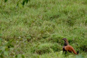 아나말라이 언덕에 있는 줄무늬목몽구스 한 쌍