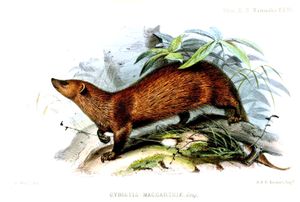 아종 Herpestes fuscus maccarthiae의 옛 삽화