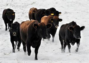 눈 속의 제주흑우