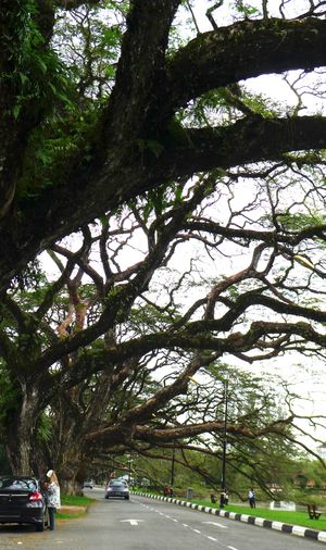 100년 이상 된 영국 식민지 시대부터 존재해 온 타이핑 호수 공원 주변 도로를 따라 있는 상징적인 레인트리(자귀나무). 이 나무들은 새로운 개발을 위해 시의회에 의해 제거되는 것으로부터 보호하려는 지역 보존 운동가들의 노력의 대상이 되어 왔다.