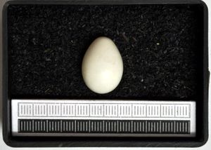 알, 비스바덴 박물관(Museum Wiesbaden) 소장