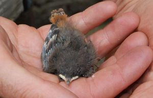 면우, 면깃털의 검은머리딱새, 면허를 받은 새 링어의 손에