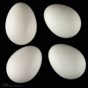 Phoenicurus ochruros gibraltariensis