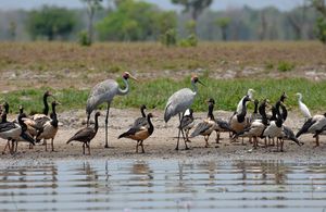 다른 물새들과 함께 있는 브롤가 한 쌍(호주 노던 준주)