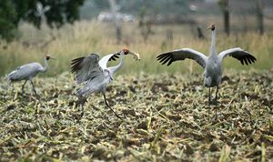 옥수수 밭의 브롤가
