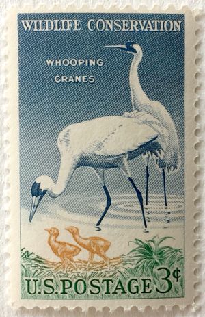 1957년, 흰두루미는 야생 동물 보호를 지원하기 위해 미국 우표에 등장했다.