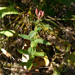 결실기의 고추나물