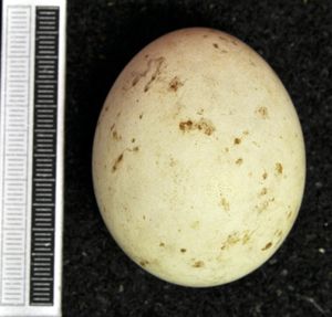 비스바덴 박물관(Museum Wiesbaden)의 알