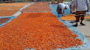 살구 건조 (페르가나, 우즈베키스탄)