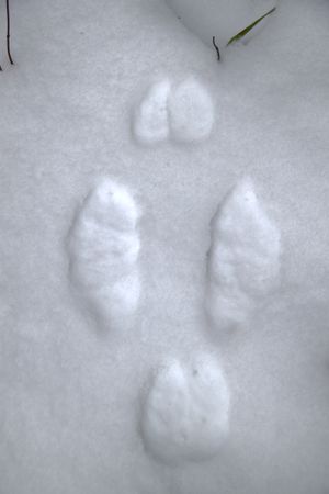 눈 속에서 뛰어다니는 눈덧신토끼의 발자국; 앞발이 둥글게 모여 있고, 뒷발이 더 길게 벌어져 있으며, 앞발이 다시 모여 있다.