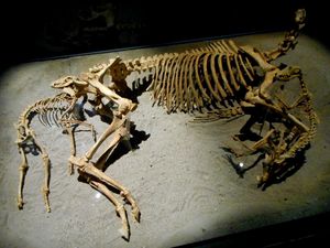 포베글리아노 베로네세에서 출토된 희생된 말과 두 마리 개의 재현 (서기 570-600년)