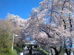 봄의 무사시야마토역 (2007년 4월)