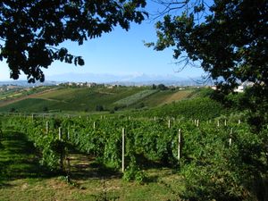 전형적인 이탈리아 포도원 풍경, 올리브 나무 옆에 포도나무가 자라고 있다