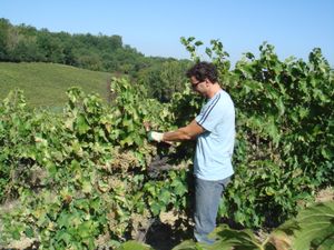 마르케주에서 수확하는 트레비아노 포도