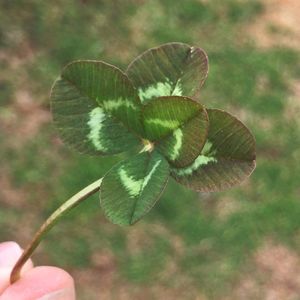 잎이 5개인 토끼풀 (Trifolium repens)