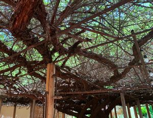 세계 최대의 장미 덤불의 줄기