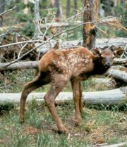 그랜드 티턴 국립공원의 아카시카