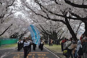 일본 국립인쇄국 오다와라 공장의 하나미 벚꽃 공개 행사 (2015년)
