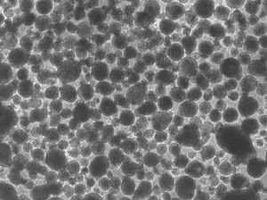 줄기 세포는 세 개의 배엽으로 분화할 수 있는 미분화 세포로 정의된다.