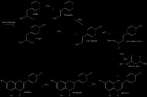 아피제닌 생합성 경로