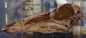 공룡 박물관의 두개골