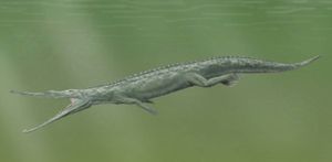 폴란드에서 화석이 산출된 Paleorhinus cf. arenaceus. 파레오리누스 속은 파라스쿠스 속의 주니어 동의어로 취급되는 경우도 있다.