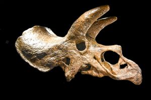 레갈리케라톱스의 가까운 친척인 트리케라톱스의 두개골