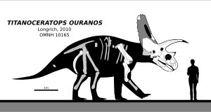 골격 복원도, 모식 표본 흰색, 사람 크기 비교