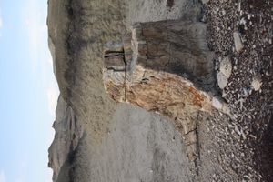 티타노케라톱스가 발견된 석탄 크리크 지역의 화석 나무 그루터기로, 이 지역의 광대한 석탄층을 보여준다