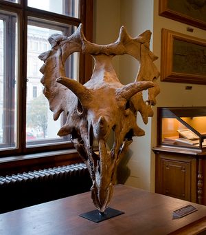 "주디스"라는 별명을 가진, 케라톱스일 수도 있는 표본