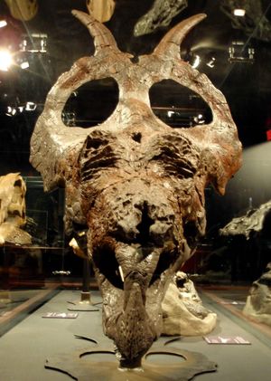 정면에서 본 홀로타입 두개골 MOR 485