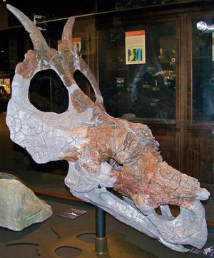 오른쪽 측면에서 본 홀로타입 두개골