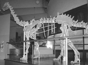 노이켄사우루스 아우스트랄리스의 골격 조립