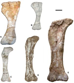 암펠로사우루스(왼쪽)와 마자르사우루스(오른쪽)의 상완골, (왼쪽부터) 마자르사우루스, 리라이노사우루스, 암펠로사우루스의 대퇴골