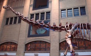 푸탈로근코사우루스의 전신 화석