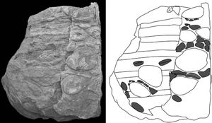 피부의 인상 표본