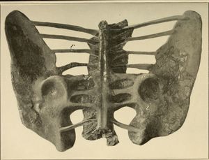 모식 표본의 골반