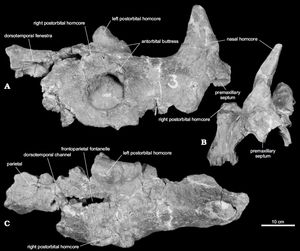 왼쪽, 앞, 위에서 본 부분적인 두개골