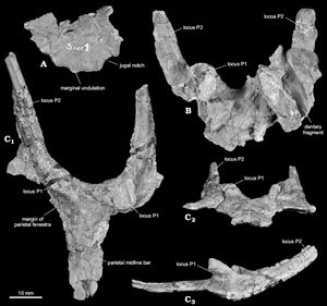 스피놉스 인홀형 두정골 및 인상골